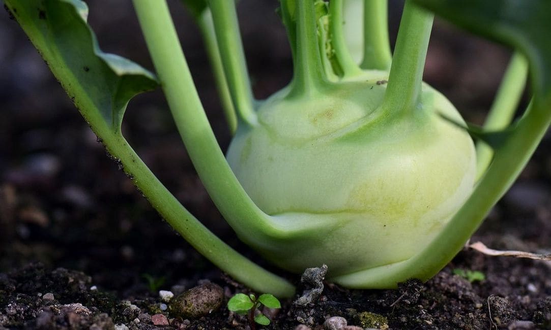 GreenHarvest Produce 10