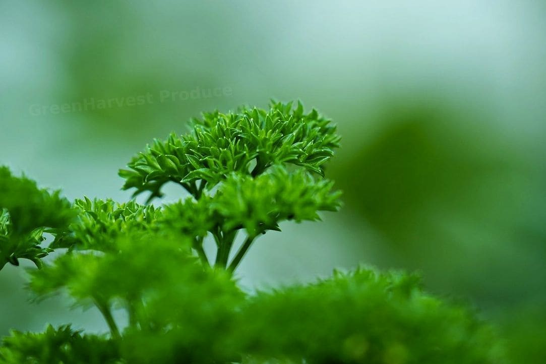GreenHarvest Produce 13