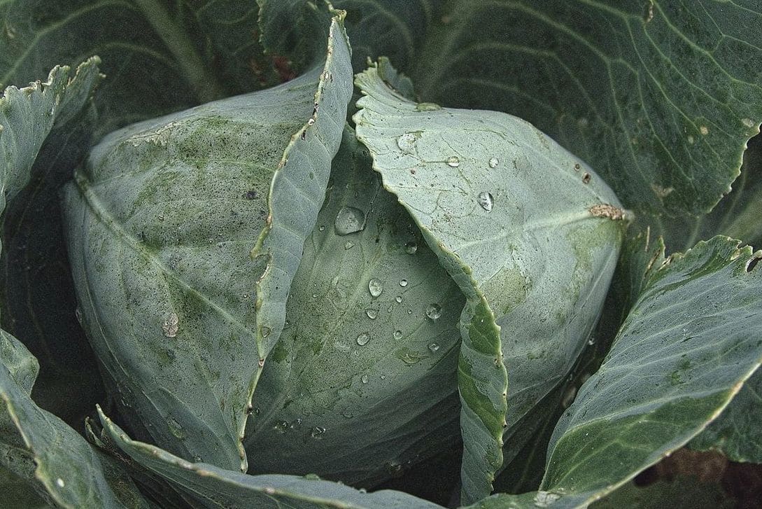 GreenHarvest Produce 9